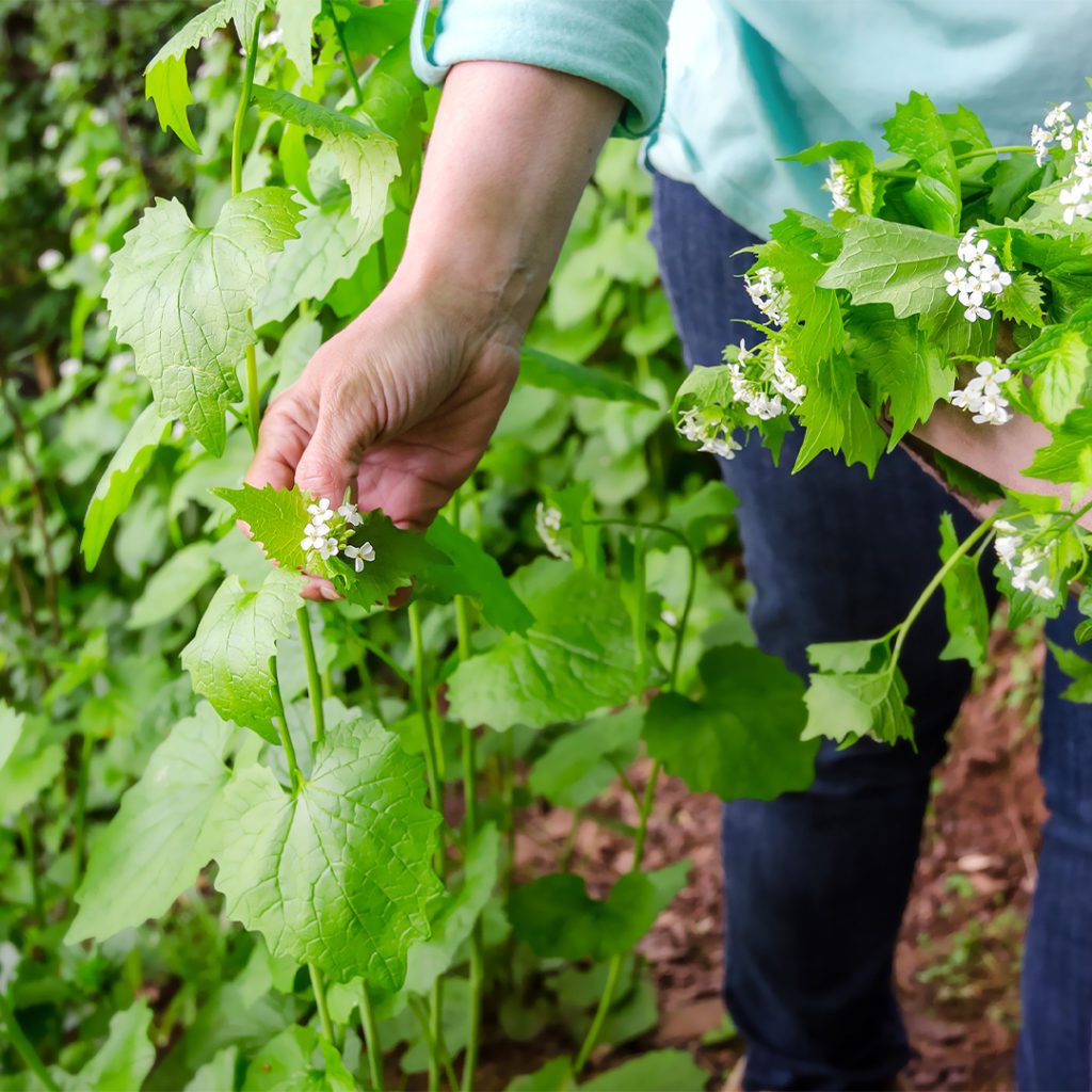 burleigh court forage