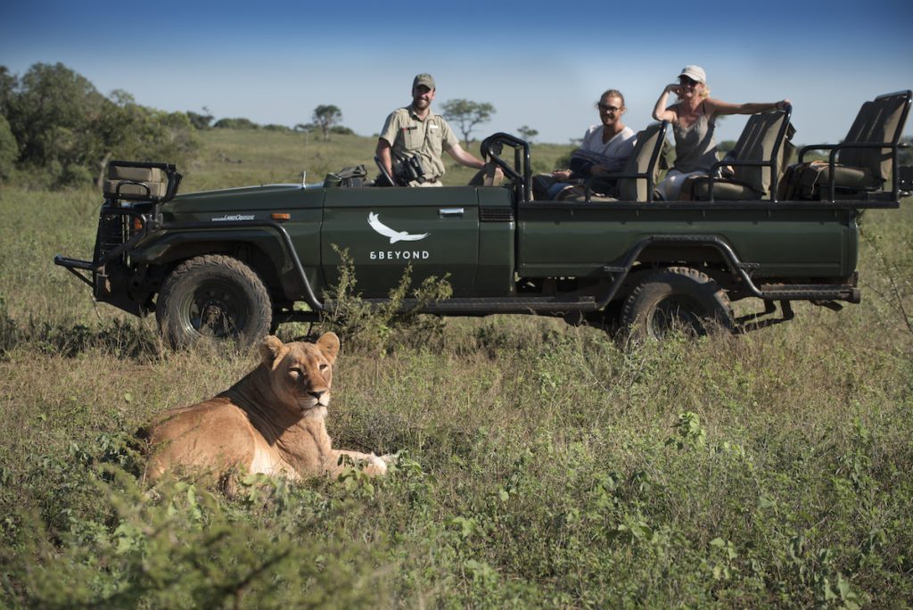 South Africa Phinda Experience Game Drive with lioness 1