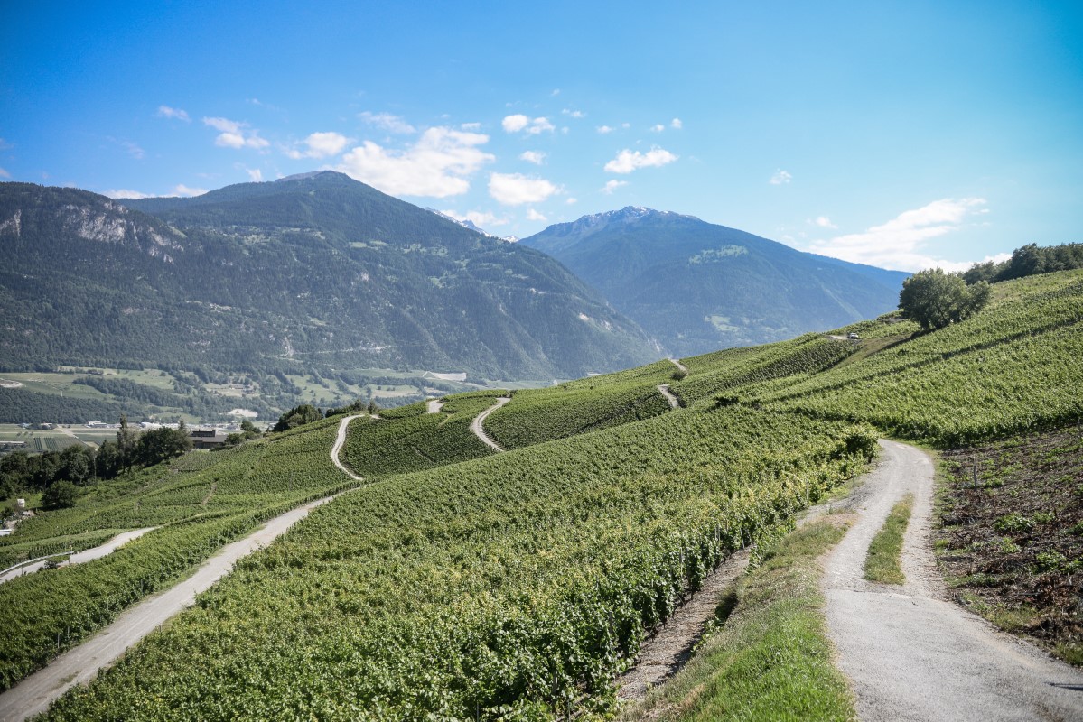 Crans Montana Vineyard FannyPillonel