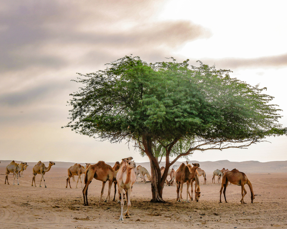 Camel farm