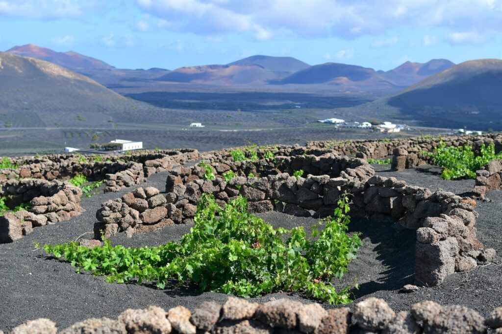 Bodega Vulcano 3