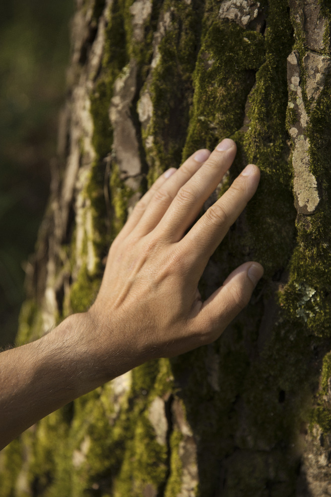 38 Alhambra Forest Bathing