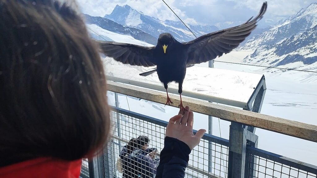 Alpine Chough above Aletsch Glacier 1