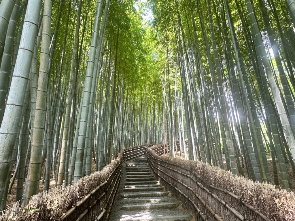 Kyoti Guide Bamboo Path