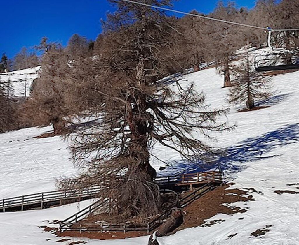 1000 year old tree